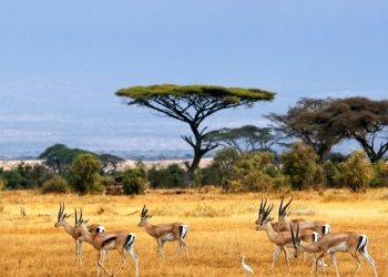 2021年非洲英语文学综述：世界文学空间下的写作