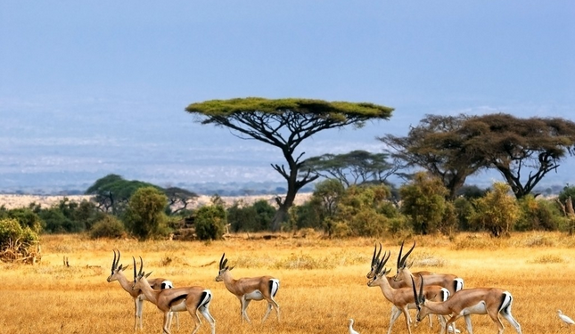 2021年非洲英语文学综述:世界文学空间下的写作