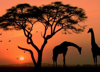 2022年非洲英语文学综述：现实、奇幻与女性