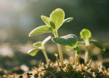 诗歌欣赏——马克西姆·德廖莫夫（俄罗斯）：《第一株草》