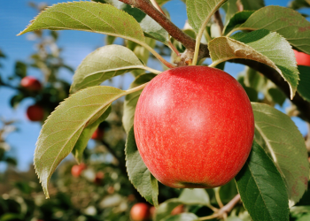 诗歌欣赏——伊德里斯·巴赫蒂亚里（伊朗）：《苹果》